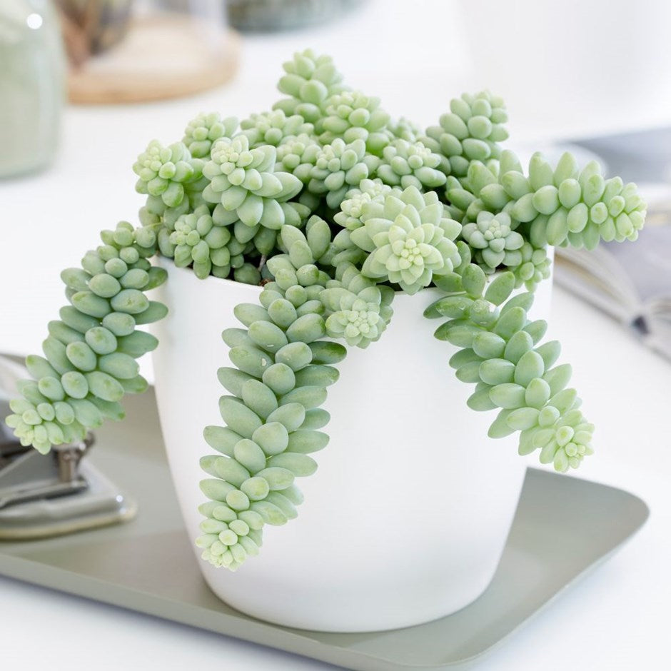 succulents that look like burro's tail DESMOND