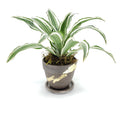 Dracaena white bird tips warneckii, denver plant delivery 
