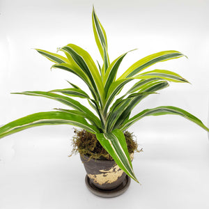 SAMANTHA - DRACAENA LEMON LIME