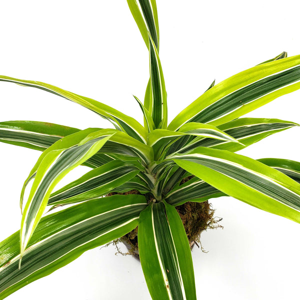 SAMANTHA - DRACAENA LEMON LIME