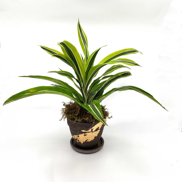 SAMANTHA - DRACAENA LEMON LIME