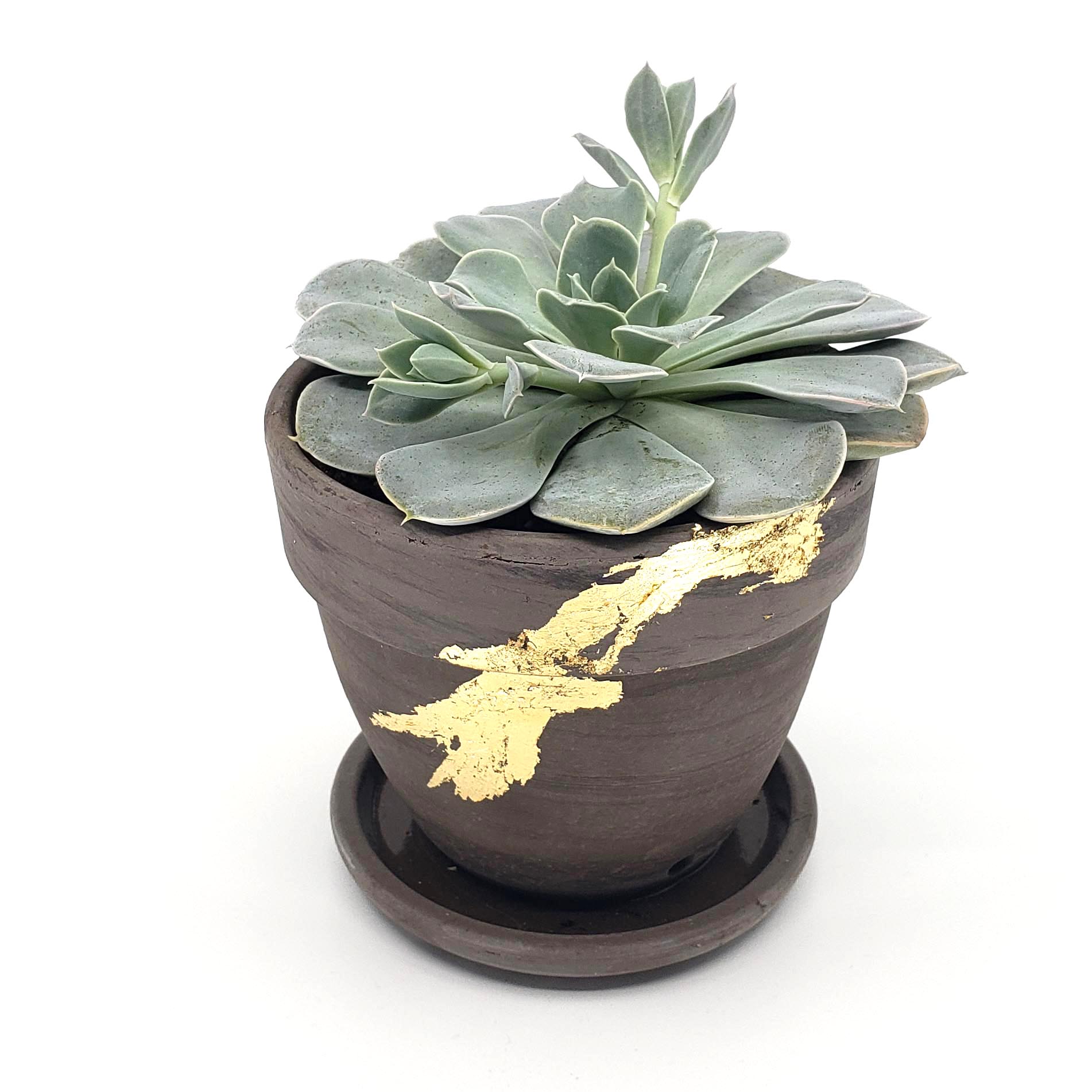 echeveria succulent delivery denver