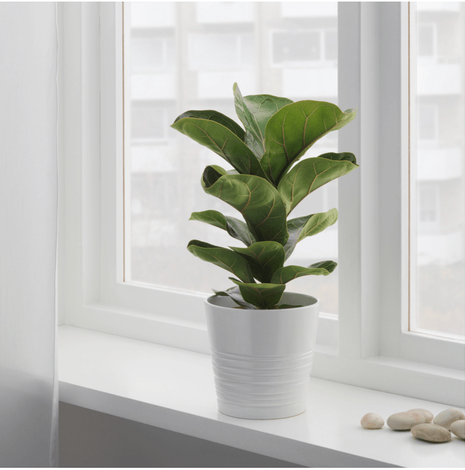 fiddle leaf fig fern FRANKIE