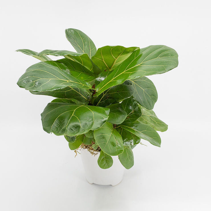 FRANKIE - FIDDLE LEAF FICUS