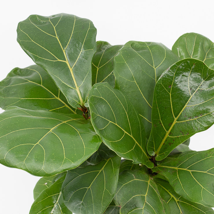 bayou breeze fiddle leaf fig tree FRANKIE