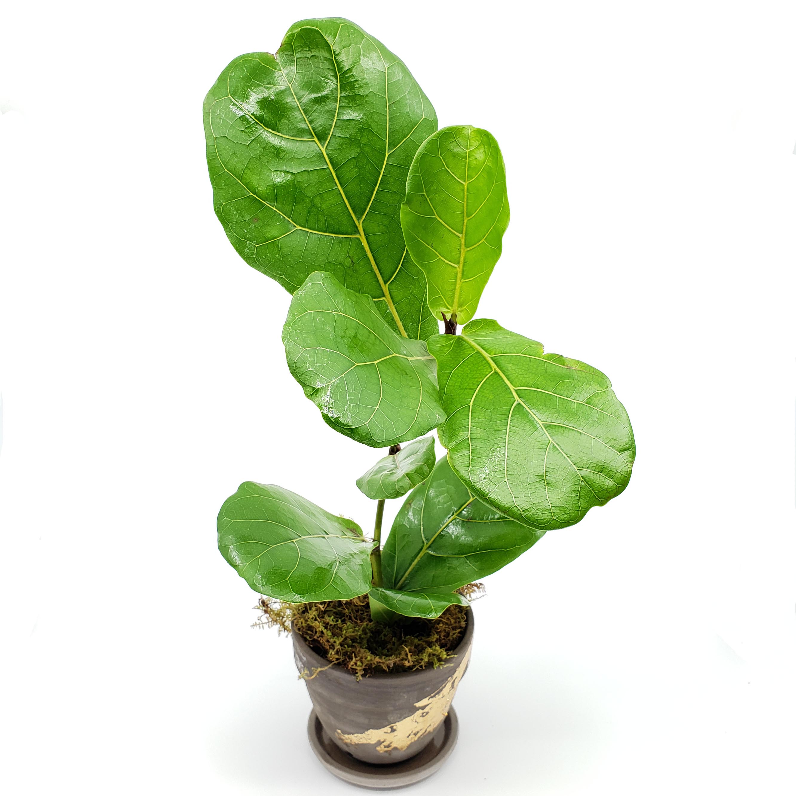 QUARTERLY STORK - ADD A PLANT EVERY QUARTER