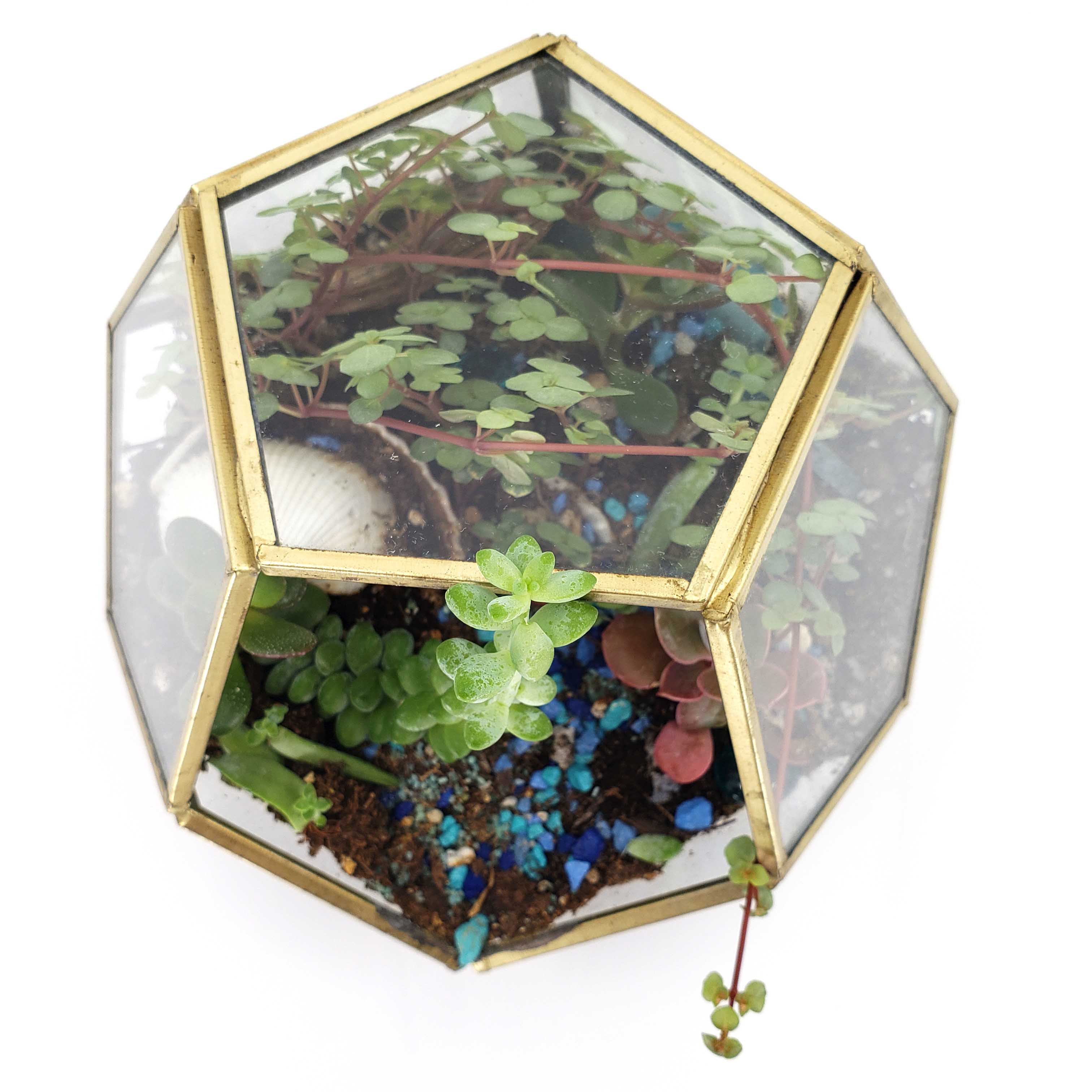 GIOVANNI - GEOMETRIC TERRARIUM