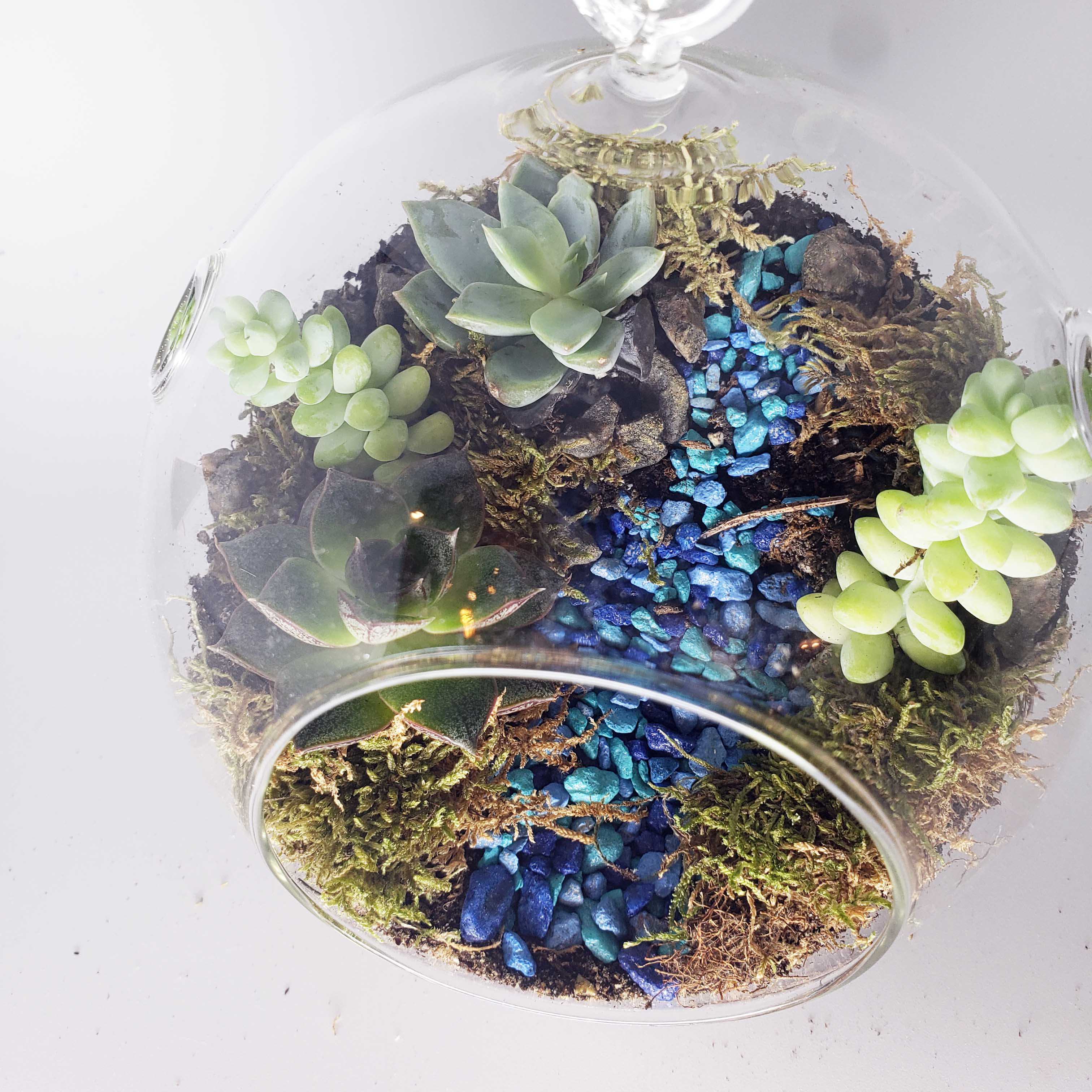 succulent globe terrarium MONDO