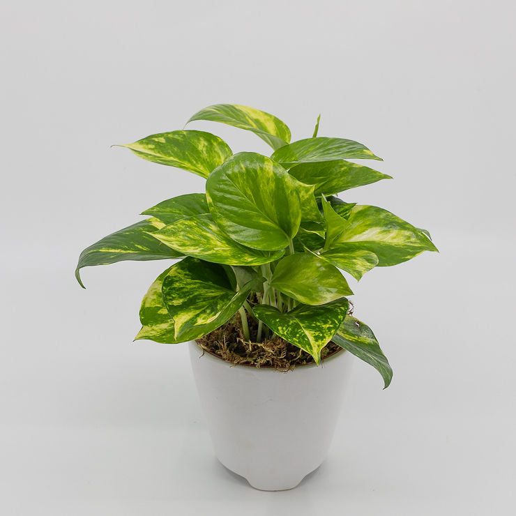 FELIX - GOLDEN POTHOS (Epipremnum aureum)