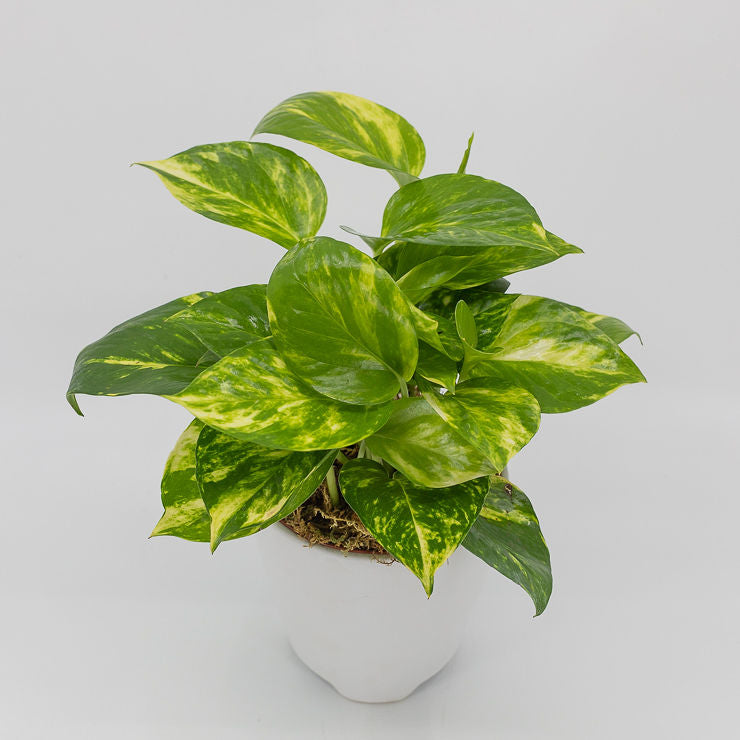 FELIX - GOLDEN POTHOS (Epipremnum aureum)