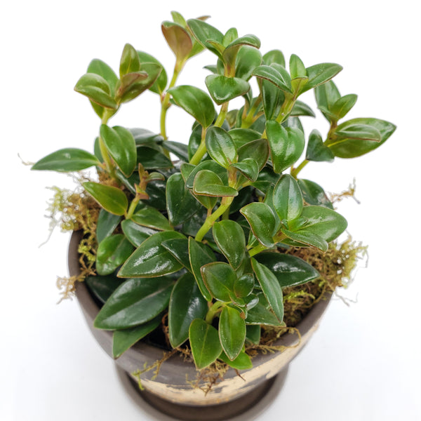 Nematanthus Black Goldfish Plant