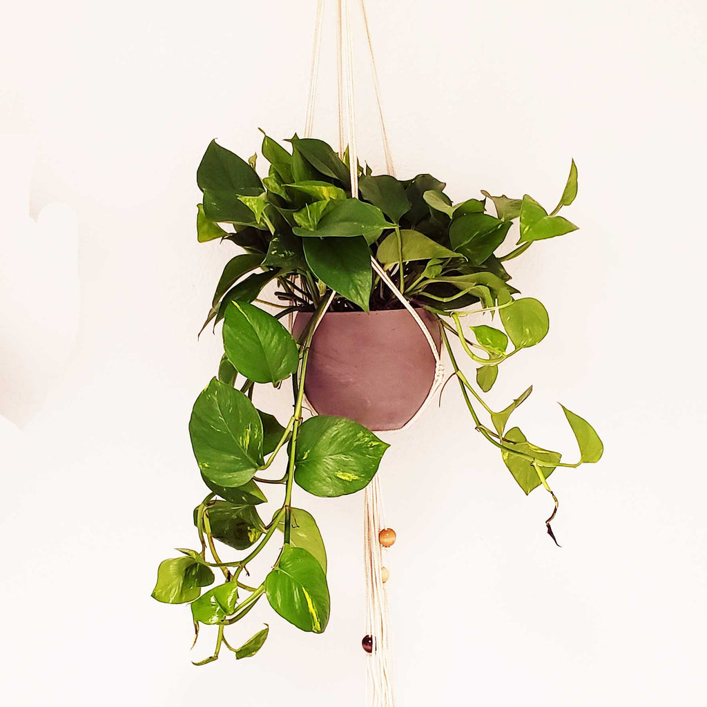 hanging plant delivery and installation Denver