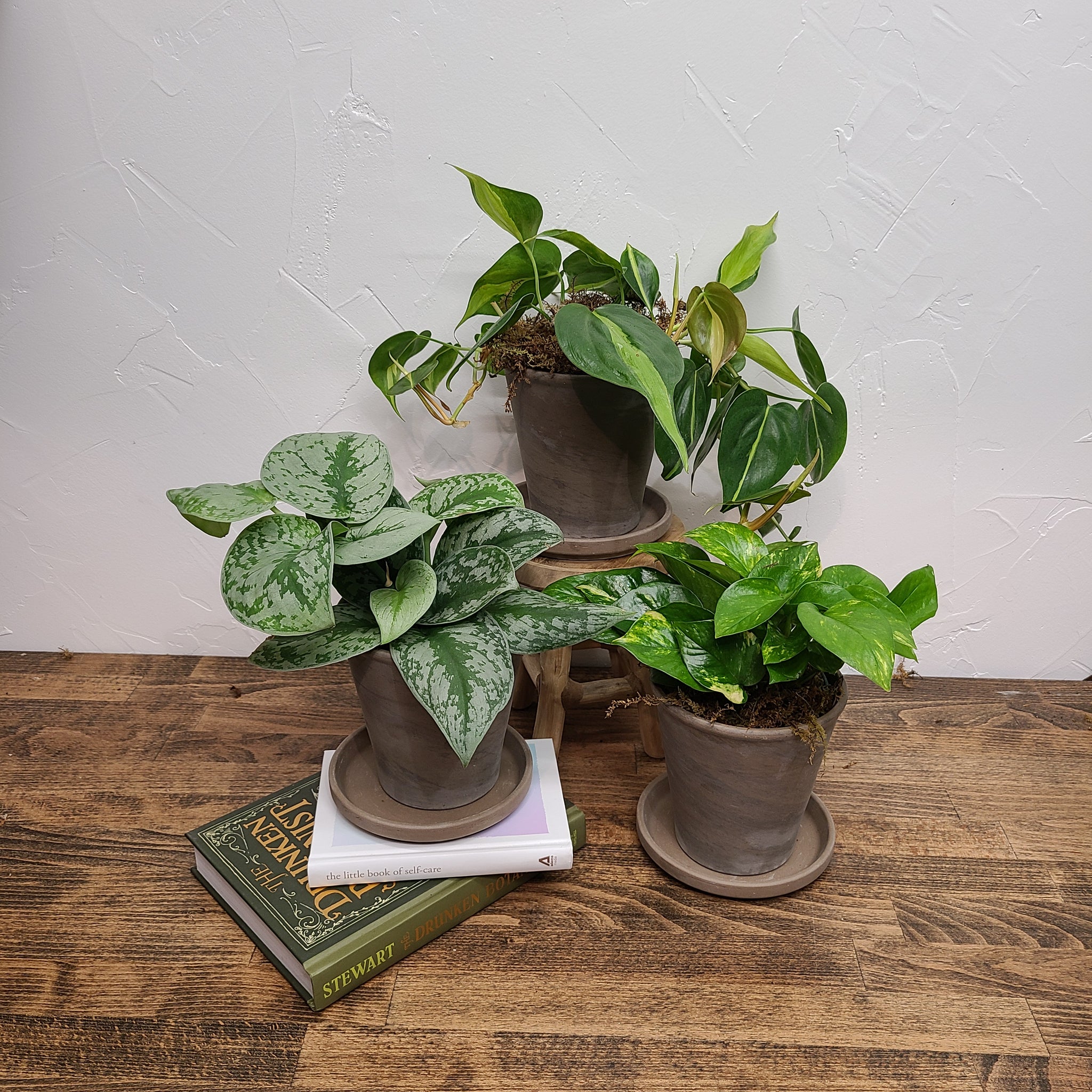 hanging plant collection, silver satin pothos, pothos golden, philodendron