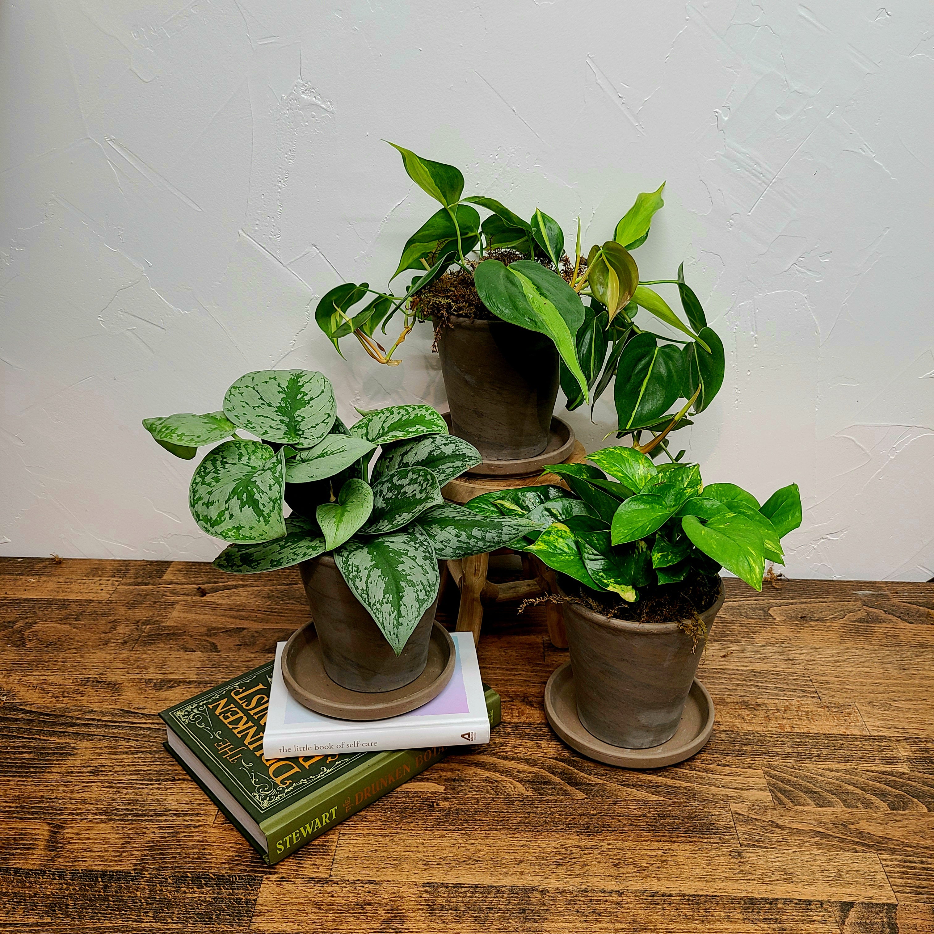 leggy philodendron SHE'S GOT LEGS!