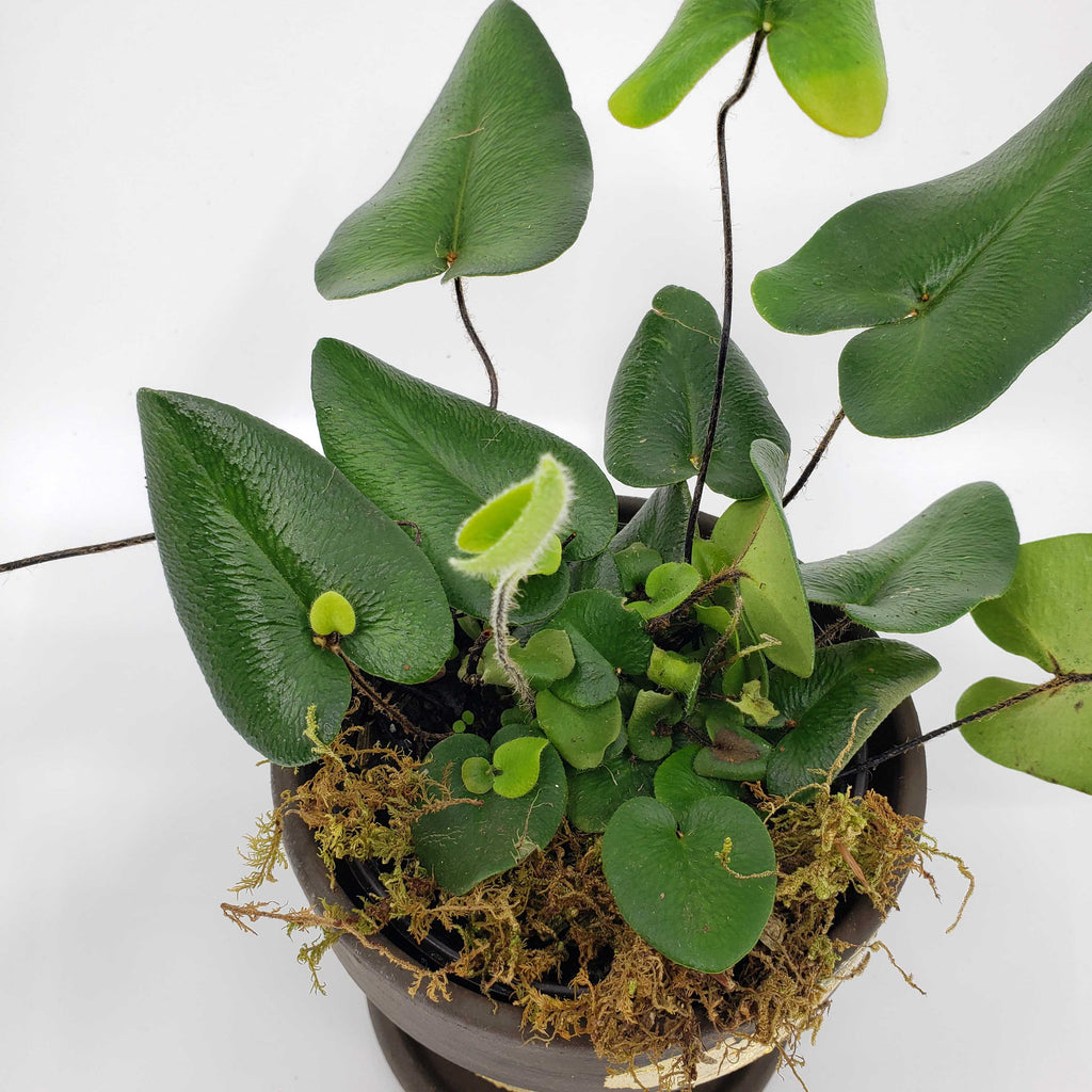 MONTHLY STORK - ADD A PLANT MONTHLY