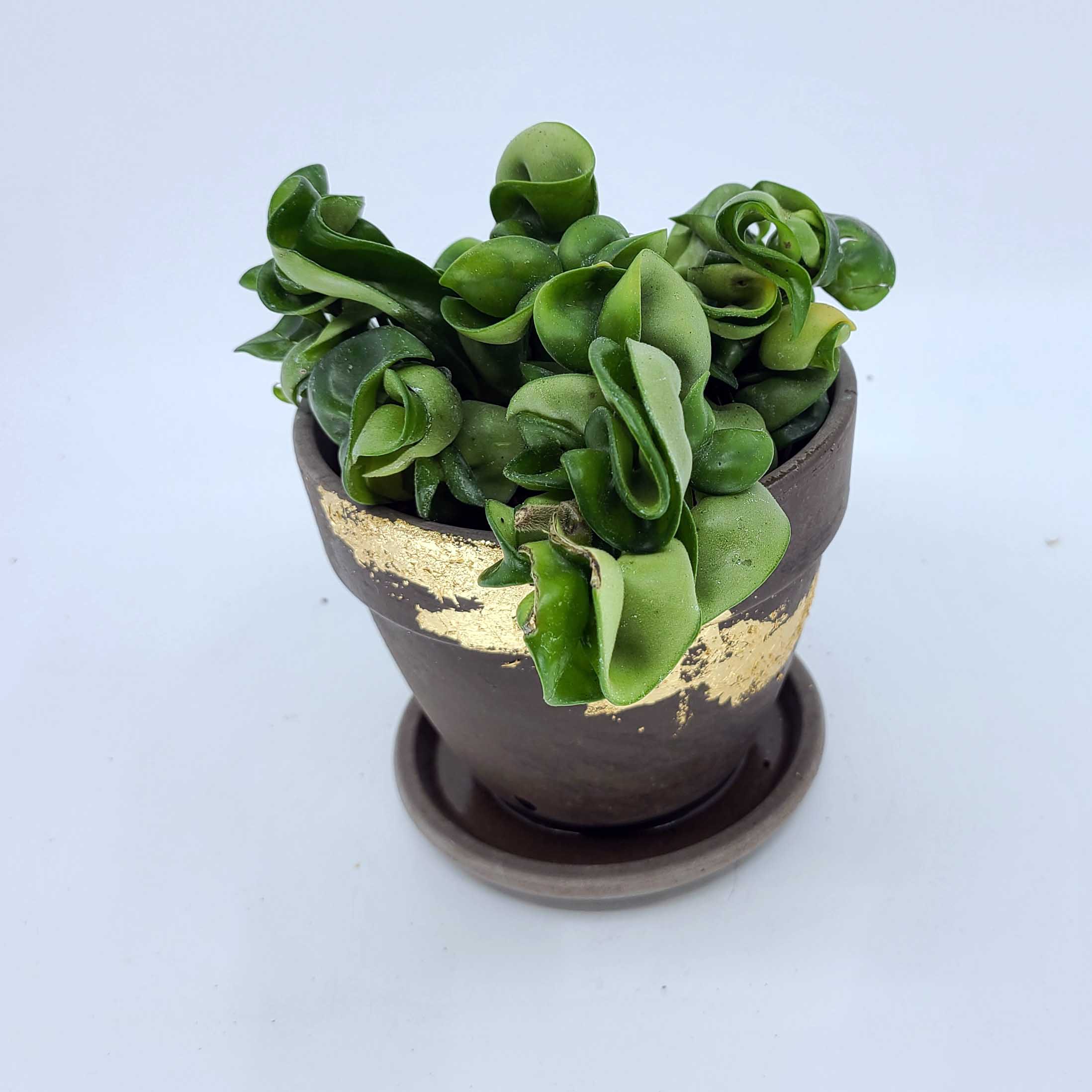 rope succulent plant HARMONY