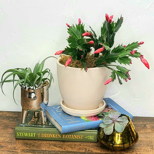 HOLIDAY CHEER PACK - 3 plants, unlimited happiness!