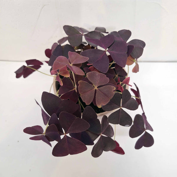 CARA - BURGUNDY SHAMROCK