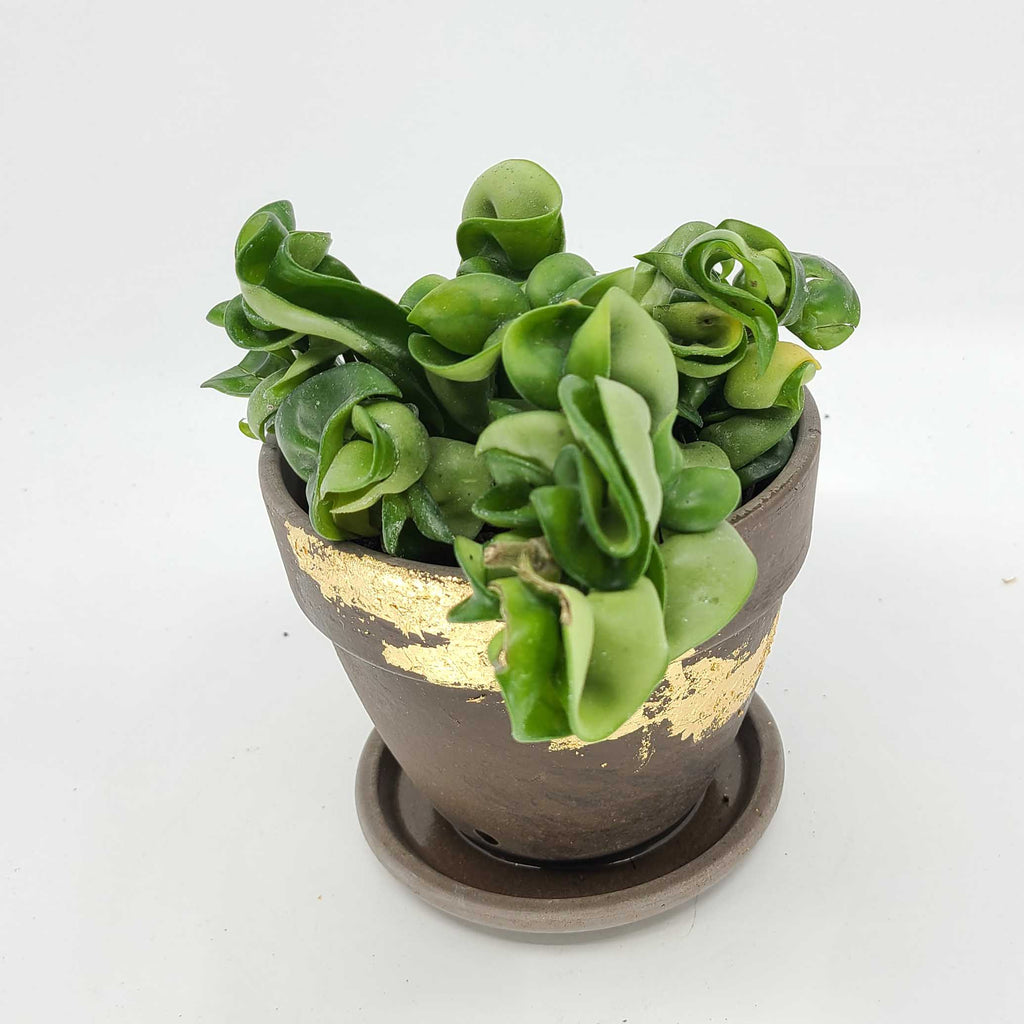 HARMONY - HOYA HINDU ROPE