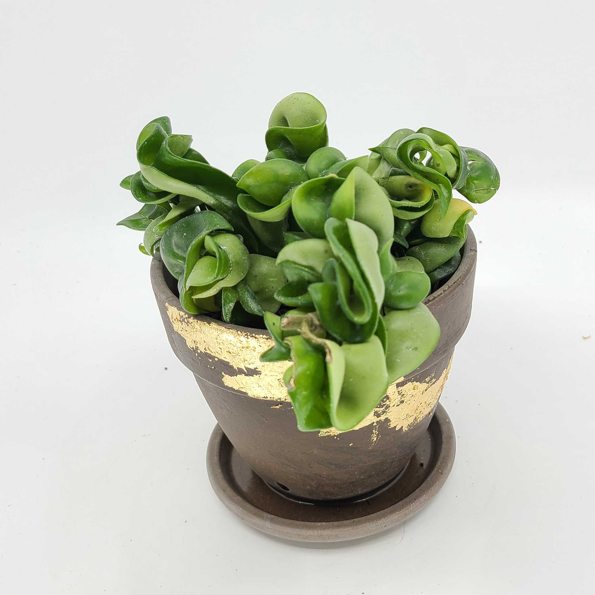 HARMONY - HOYA HINDU ROPE