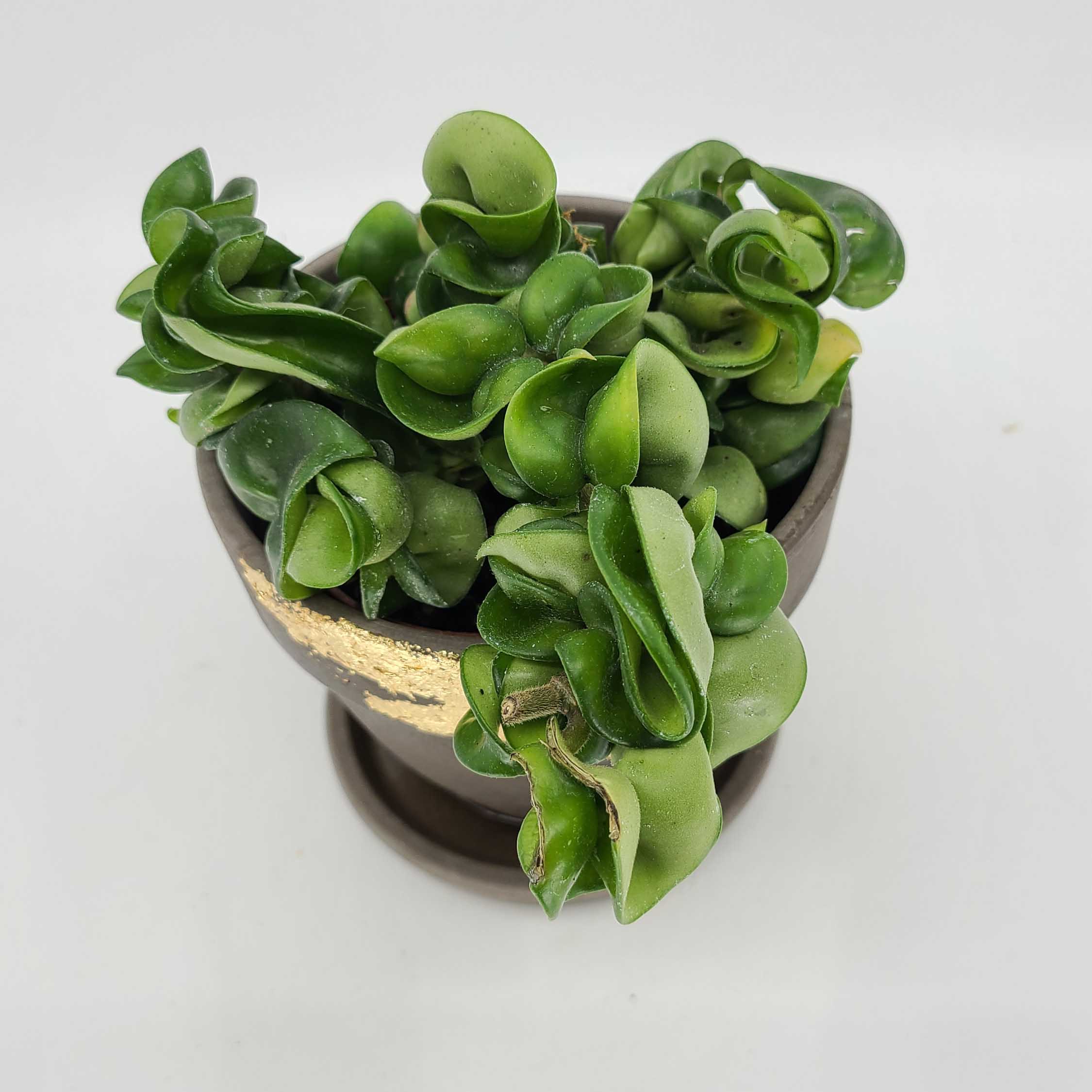 HARMONY - HOYA HINDU ROPE