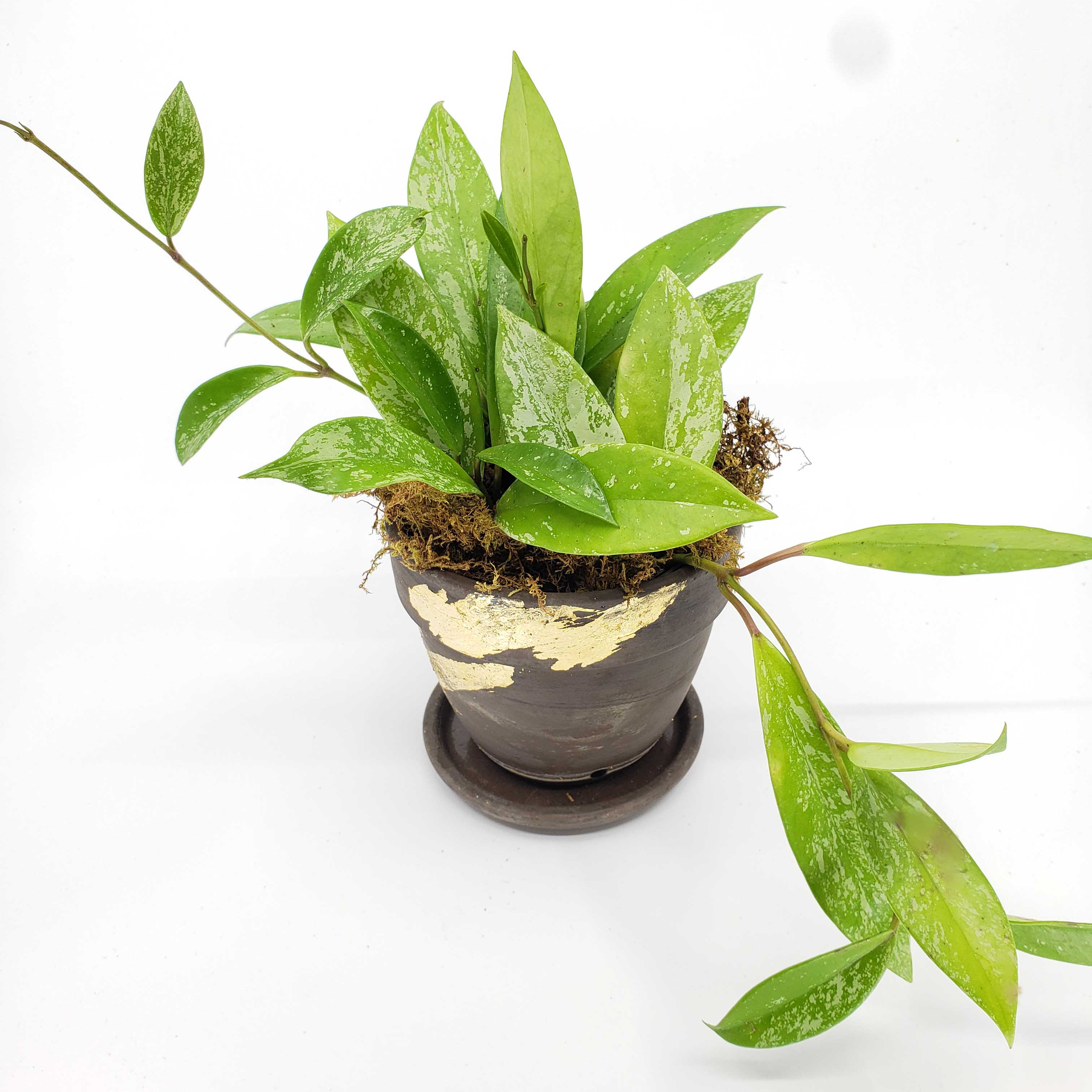 QUARTERLY STORK - ADD A PLANT EVERY QUARTER