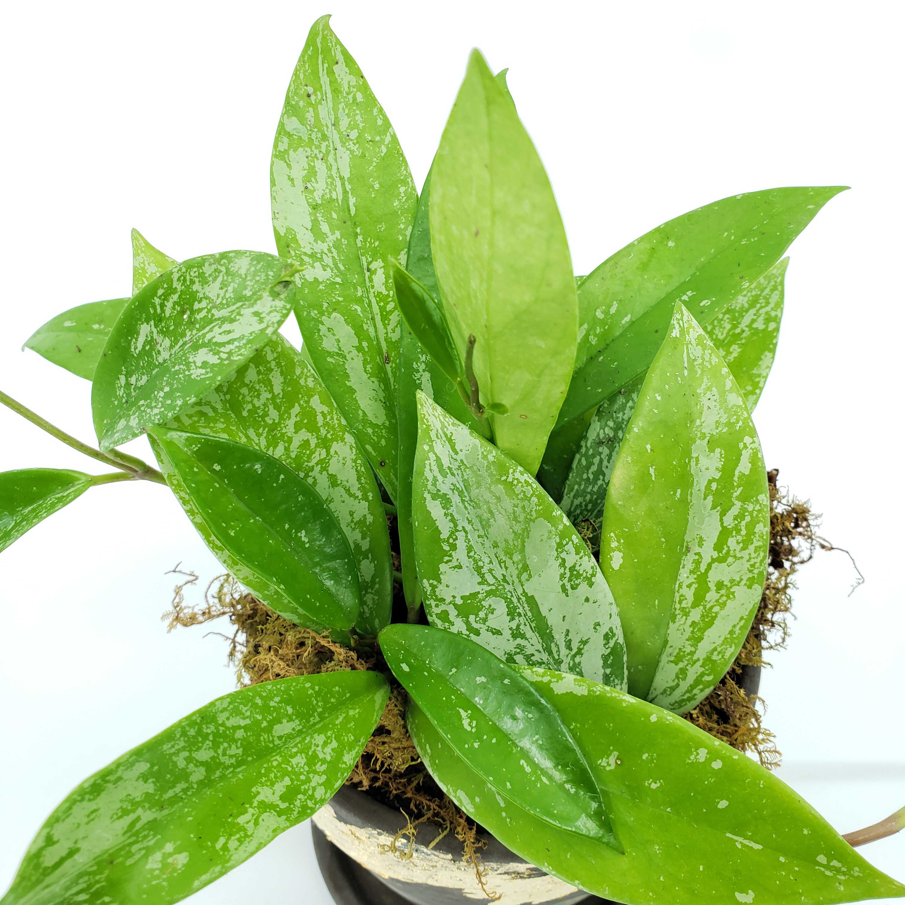 hoya pink silver, hoya plants denver