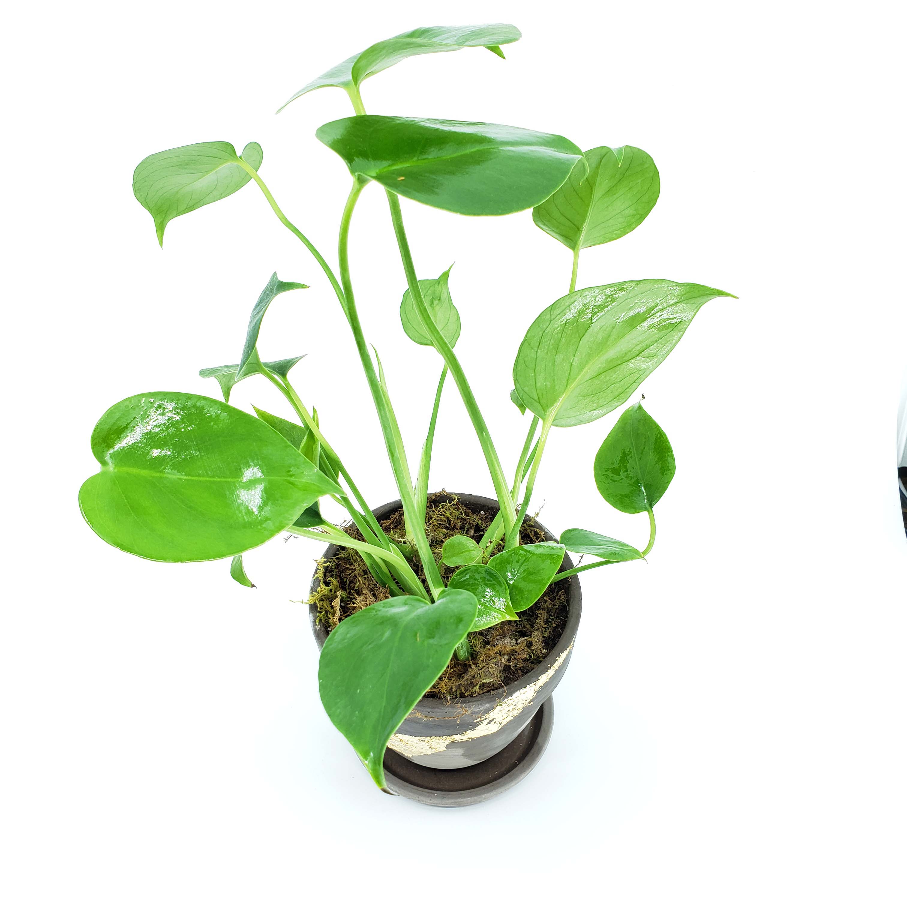 monstera plant denver ELEANOR