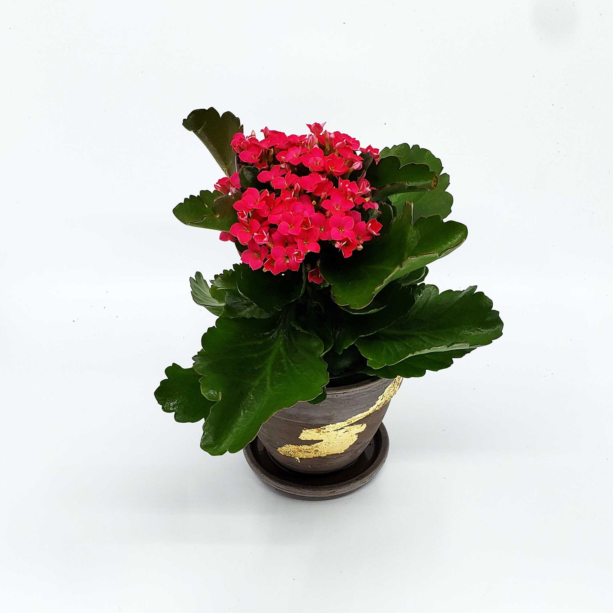 denver florist delivery 80206, denver blooming plant, kalanchoe