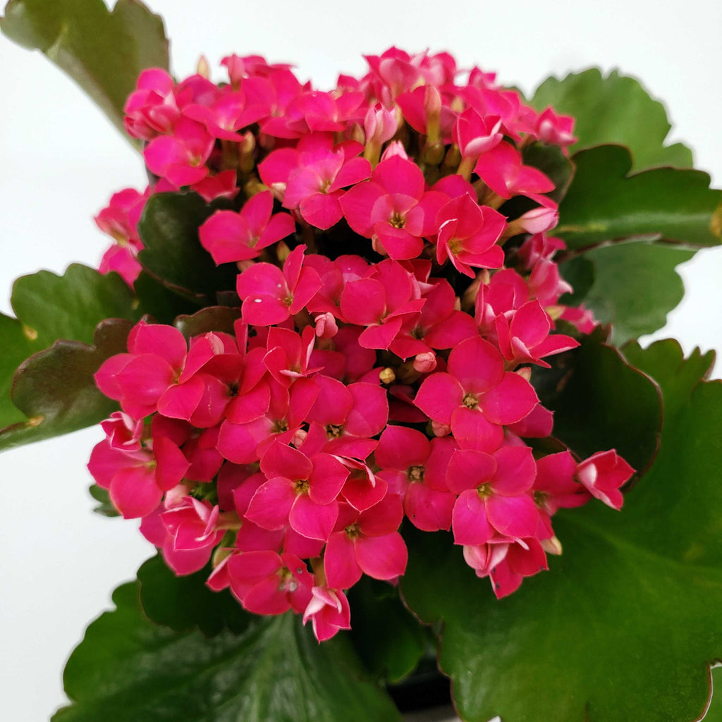 denver florist delivery 80206, denver blooming plant, kalanchoe
