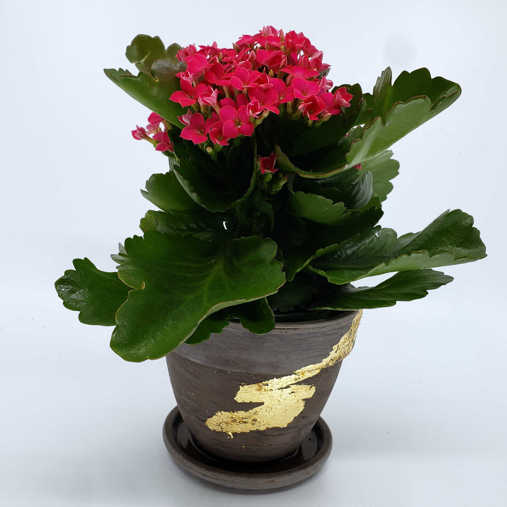 denver florist delivery 80206, denver blooming plant, kalanchoe