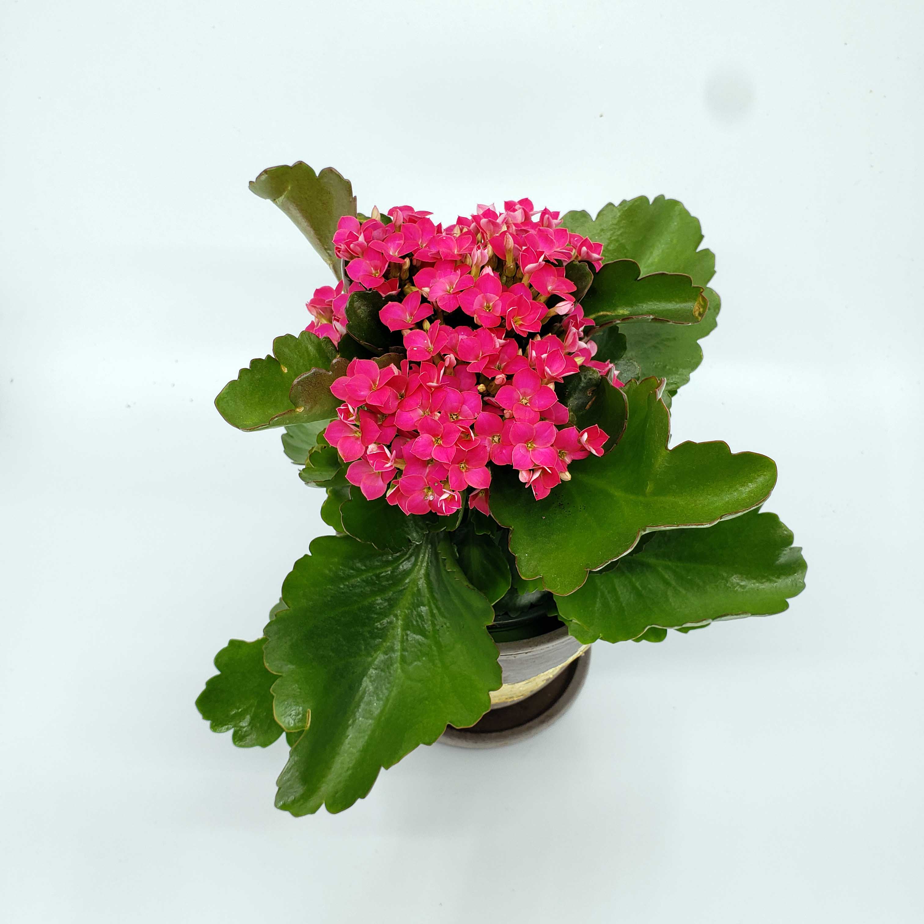 denver florist delivery 80206, denver blooming plant, kalanchoe