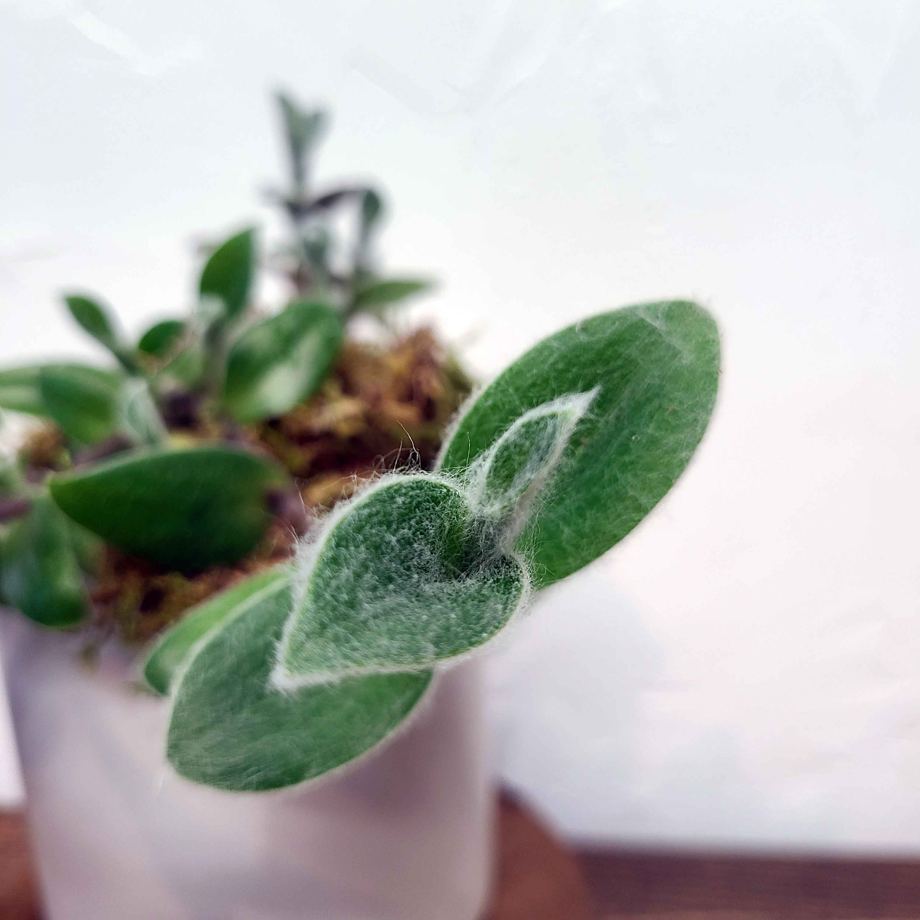 LUCY - KITTEN EAR TRADESCANTIA