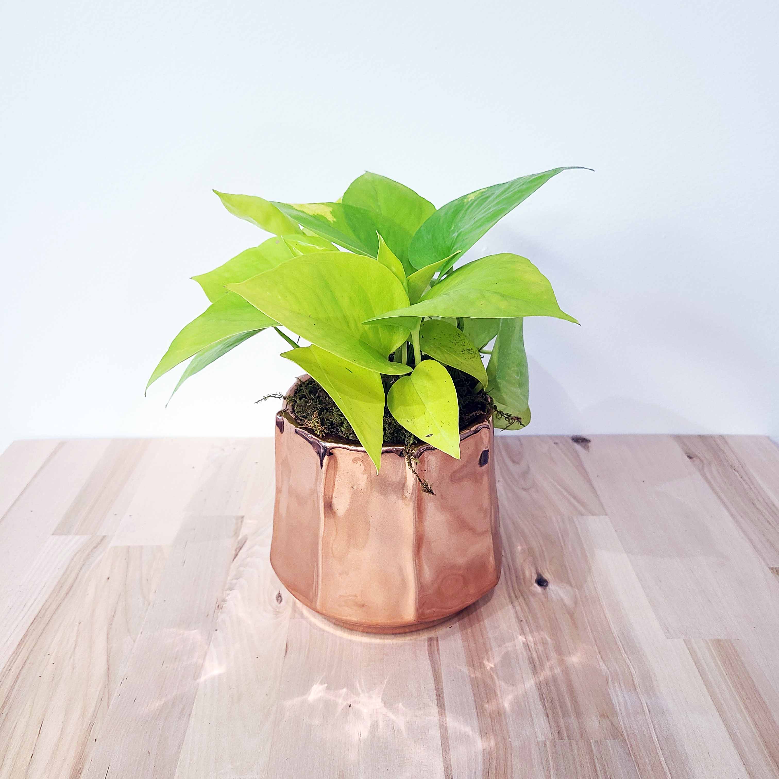 neon pothos pot NEO