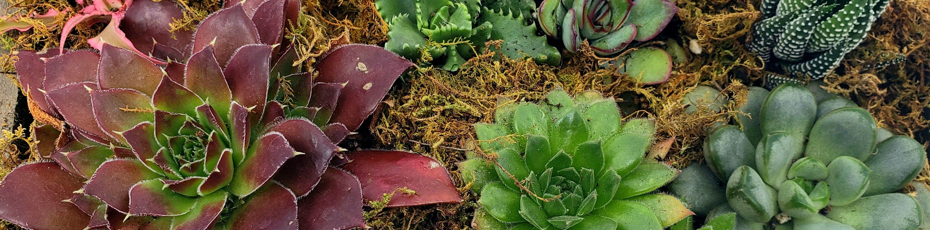THE BOYS - SUCCULENT BOX PLANTER