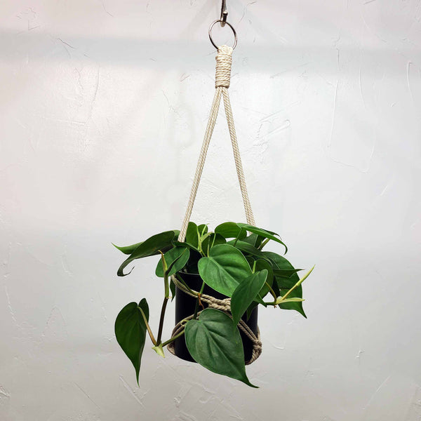 AVERY  PHILODENDRON HEARTLEAF