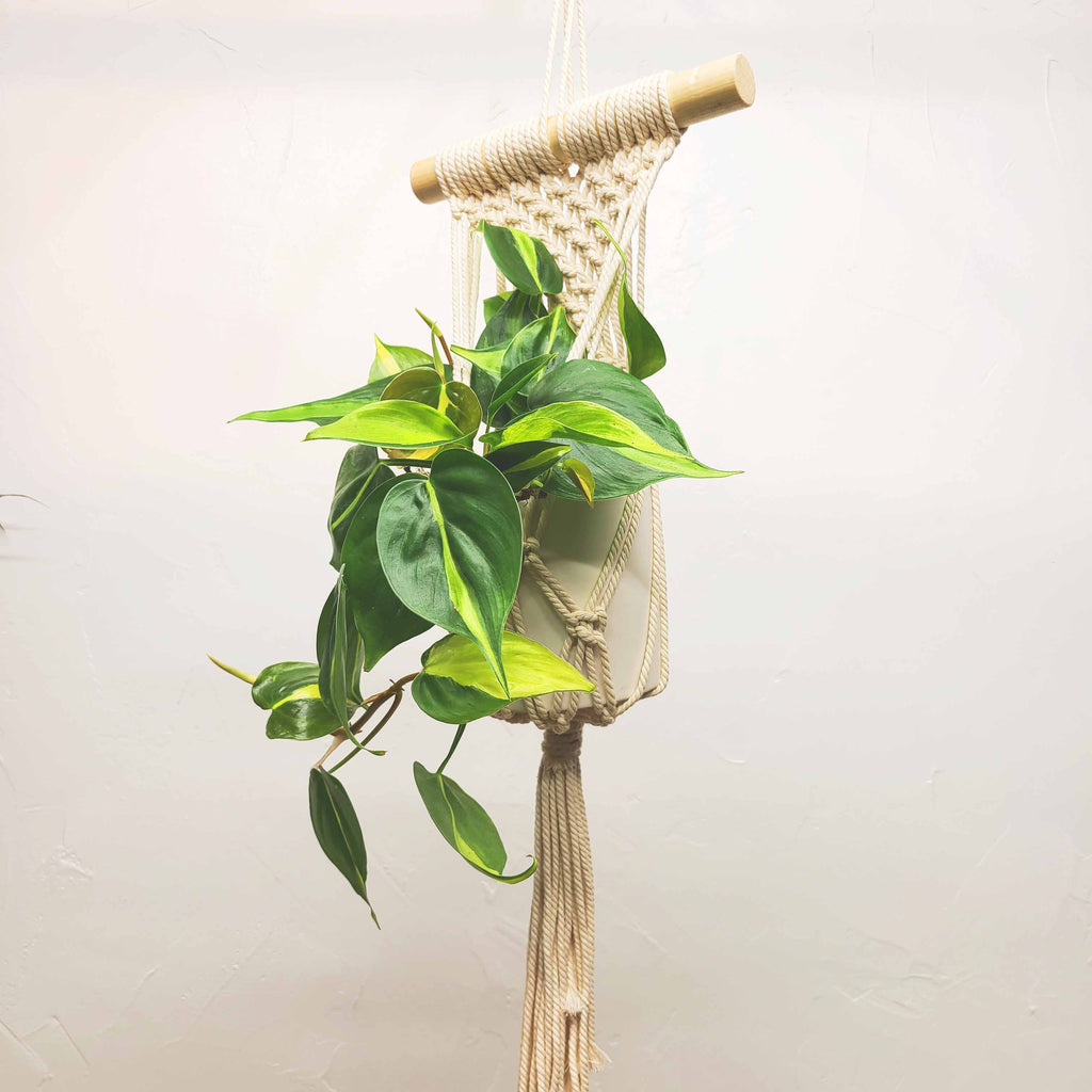 STANLEY - PHILODENDRON CORDATUM BRASIL