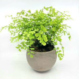 MARION - MAIDENHAIR FERN