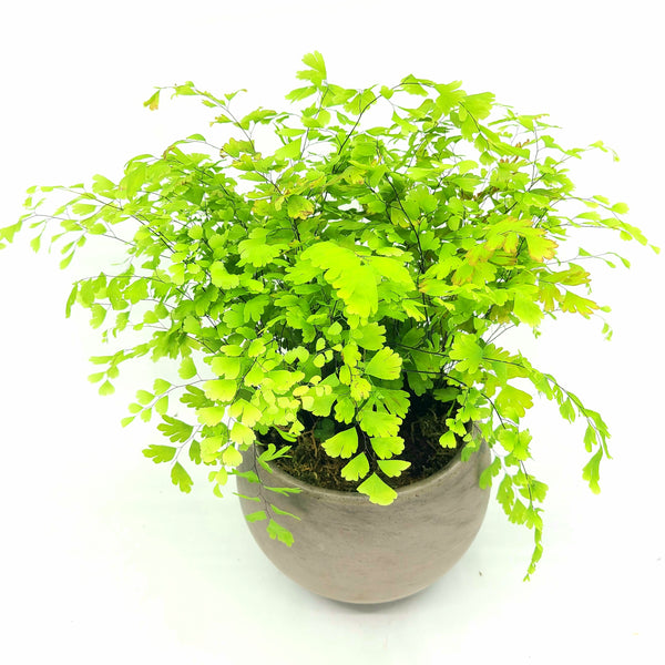 MARION - MAIDENHAIR FERN