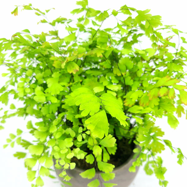 MARION - MAIDENHAIR FERN