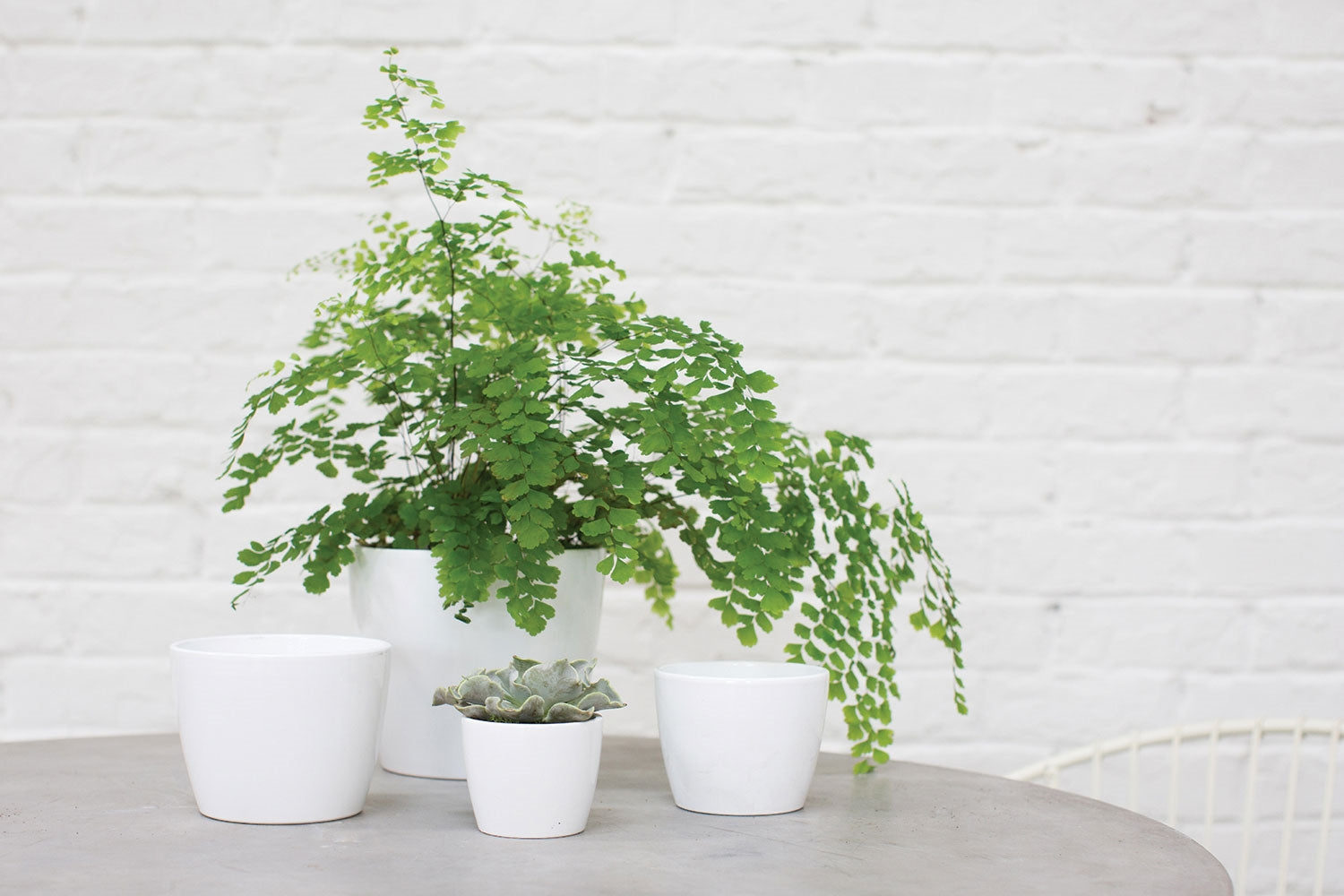 cute wedding succulents in white pots