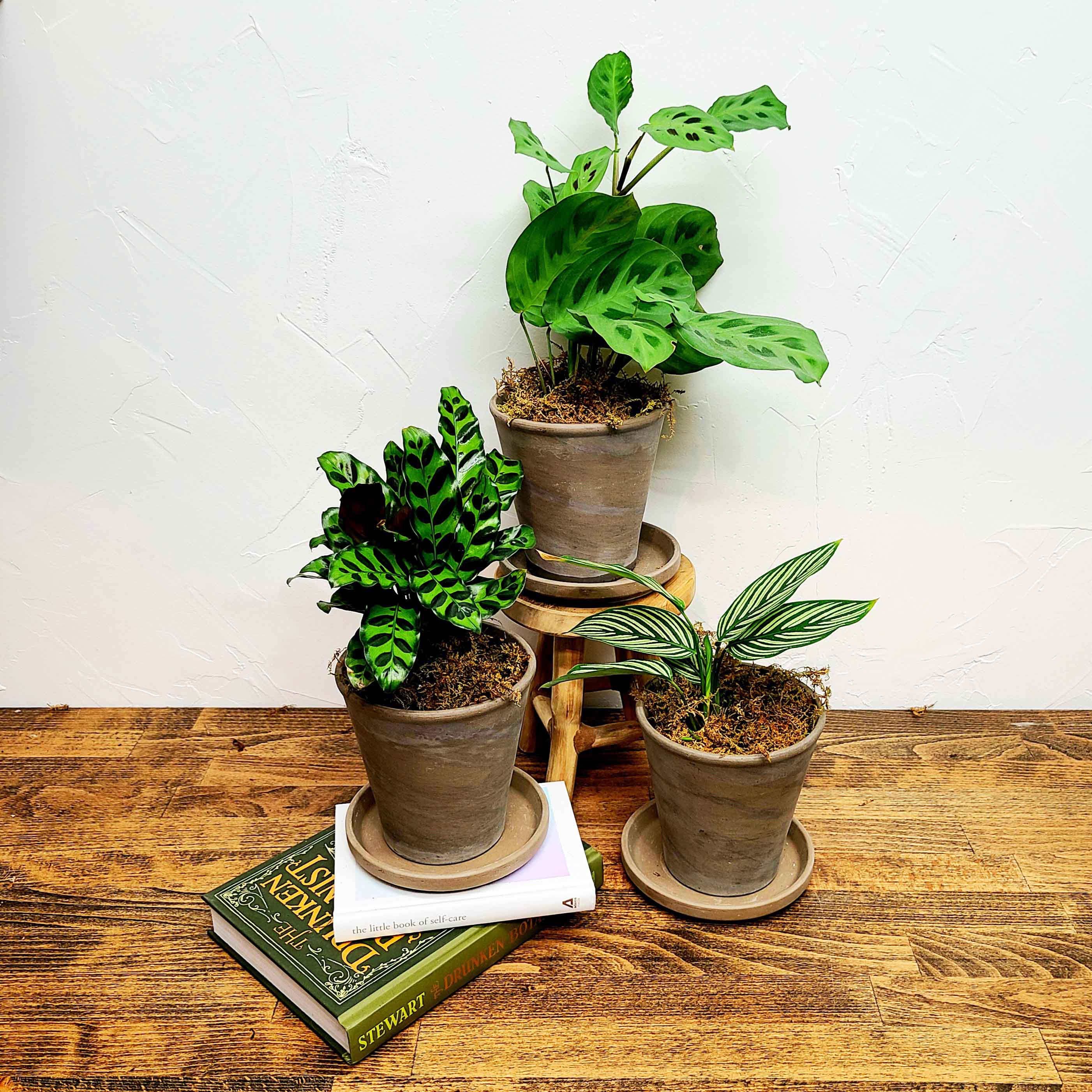 CALATHEA & MARANTA - PLANT PARENT KIT - three gorgeous assorted