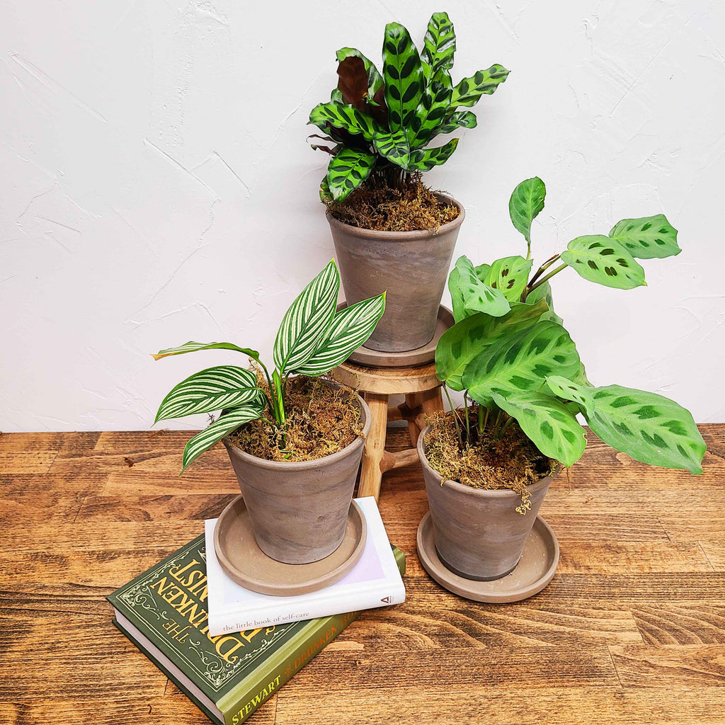 CALATHEA & MARANTA - PLANT PARENT KIT - three gorgeous assorted plants!