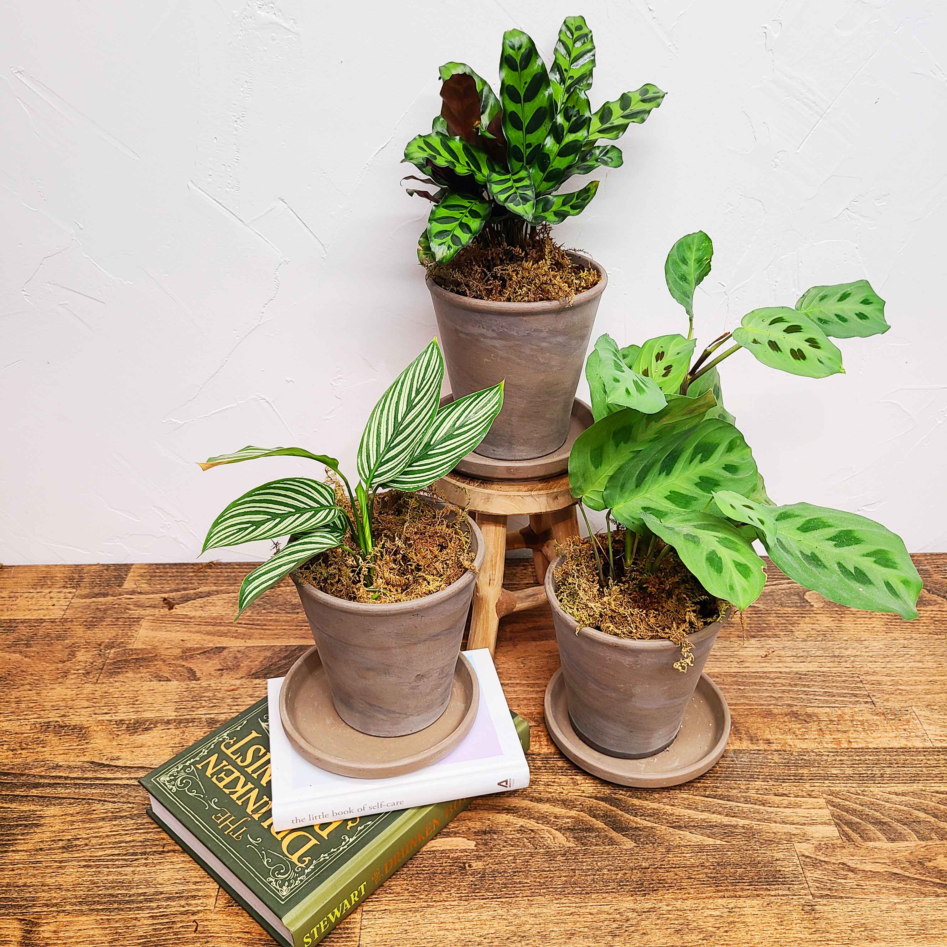CALATHEA & MARANTA - PLANT PARENT KIT - three gorgeous assorted plants!