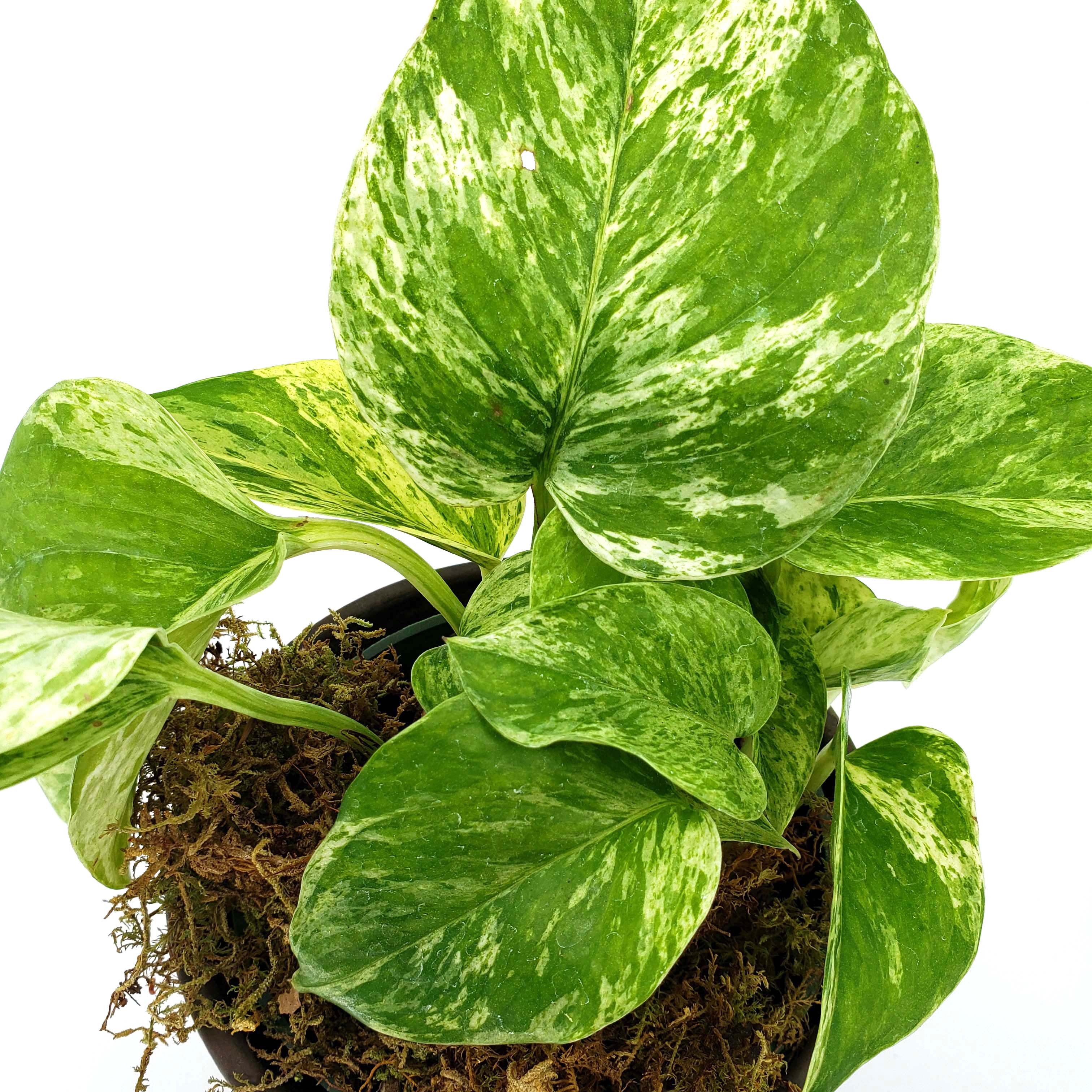 SLICK - POTHOS MARBLE QUEEN