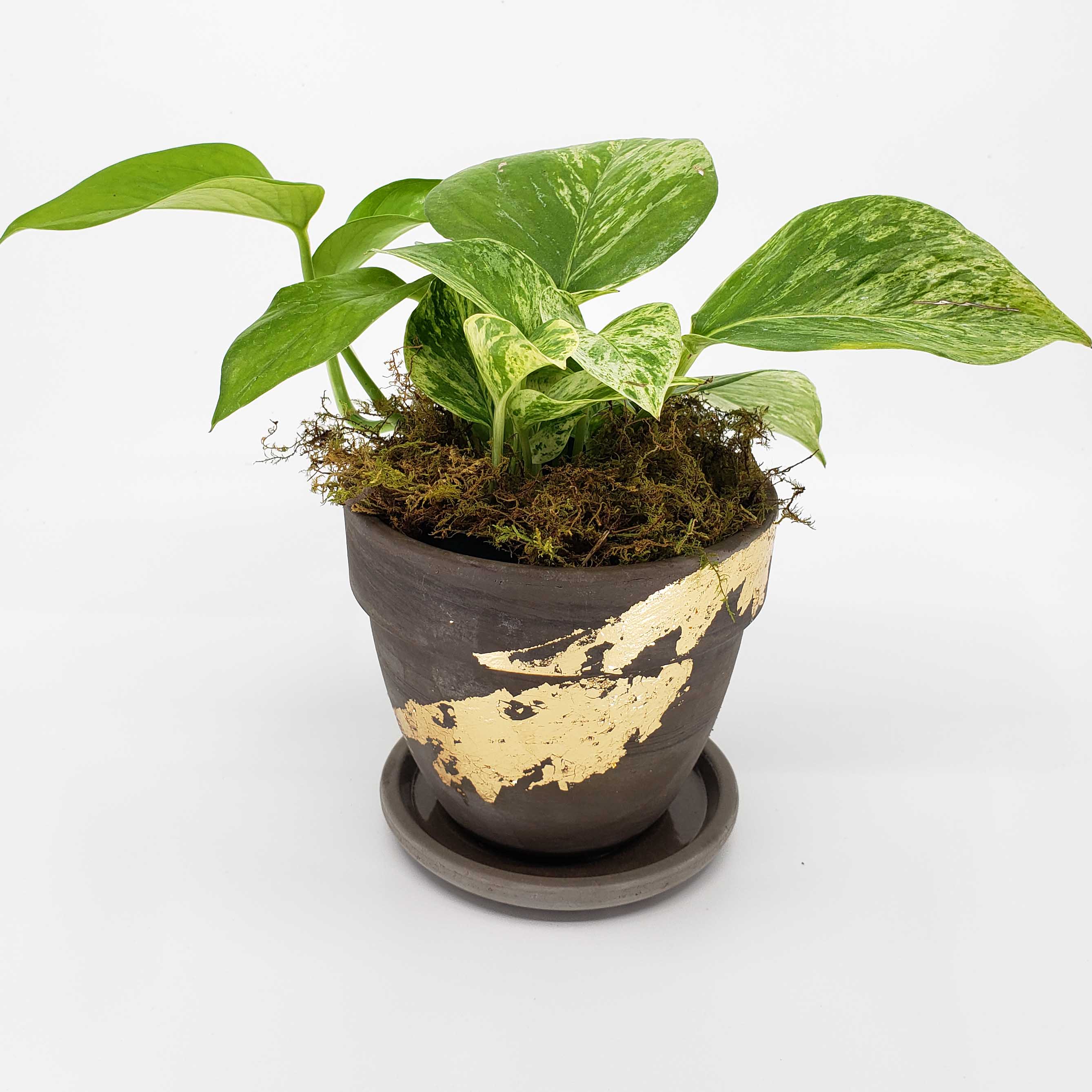 SLICK - POTHOS MARBLE QUEEN