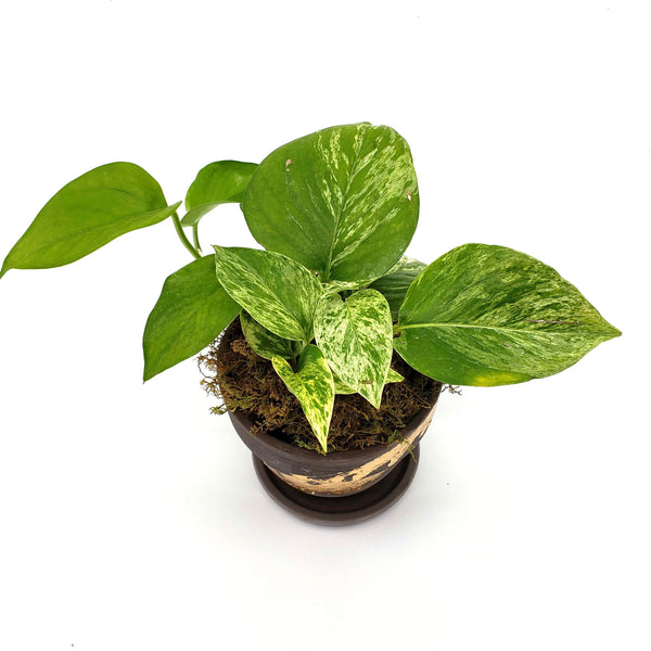 SLICK - POTHOS MARBLE QUEEN