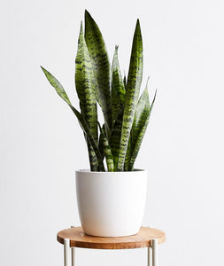 SIRIUS - SANSEVIERIA - SNAKE PLANT