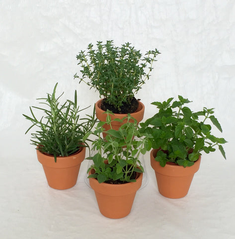 HERB WEDDING FAVOR