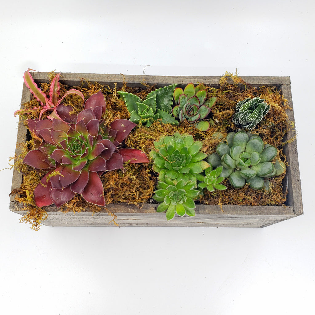 THE BOYS - SUCCULENT BOX PLANTER